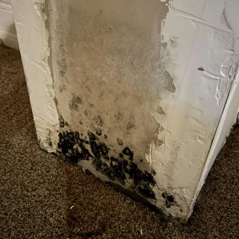 Professional Mold Removal in Fort Bragg, CA